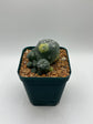 LW Caespitosa variegated (rooted)