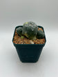 LW Caespitosa variegated (rooted)
