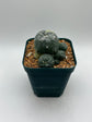 LW Caespitosa variegated (rooted)