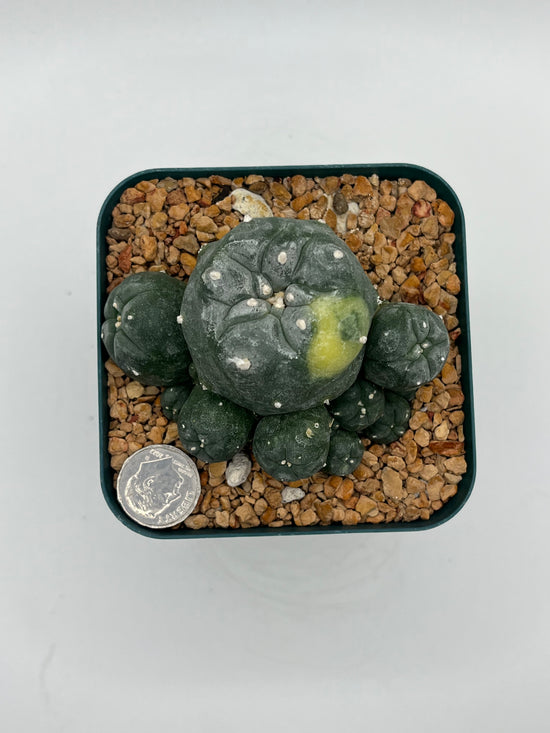 LW Caespitosa variegated (rooted)