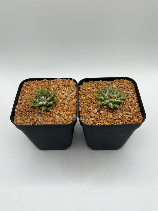 A. KOTSCHOUBEYANUS VAR ELAPHANTIDENS 2 pack