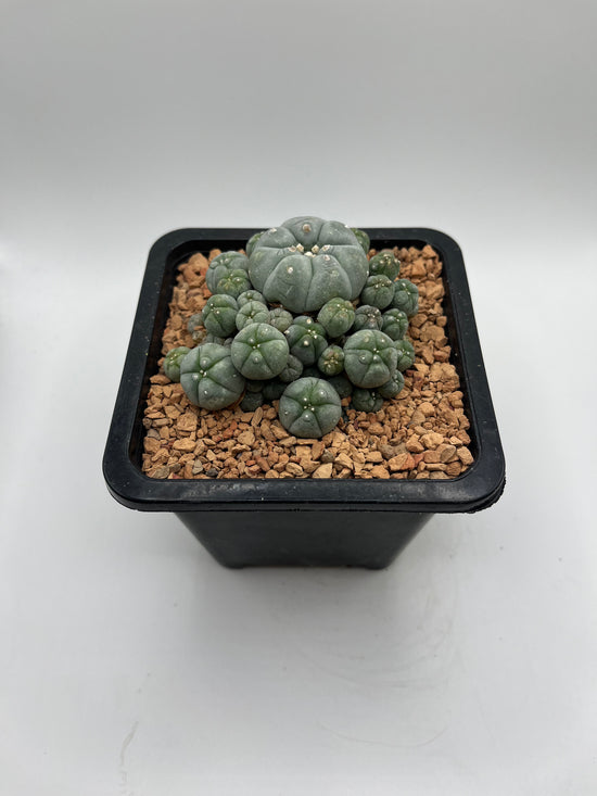 LW Caespitosa