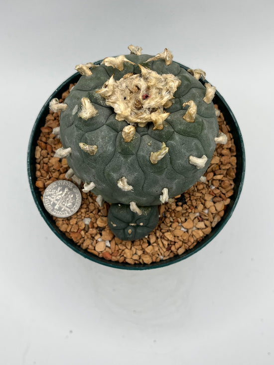LW Texana W/ Pup