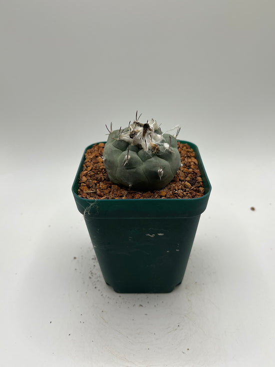 Turbinicarpus lophophoroides × jauernigii