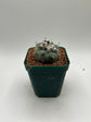 Turbinicarpus lophophoroides × jauernigii