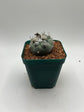 Turbinicarpus lophophoroides × jauernigii