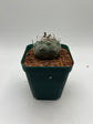 Turbinicarpus lophophoroides × jauernigii