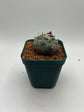 Turbinicarpus lophophoroides × jauernigii