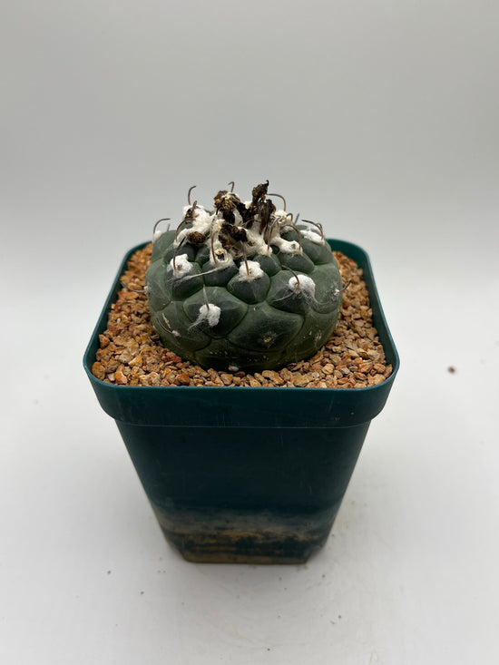 turbinicarpus jauernigii