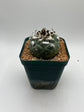 turbinicarpus jauernigii