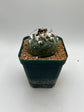 turbinicarpus jauernigii