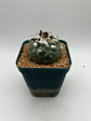 turbinicarpus jauernigii
