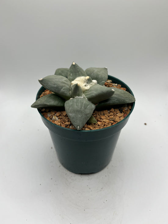 Ariocarpus Retusus