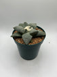 Ariocarpus Retusus