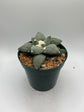 Ariocarpus Retusus