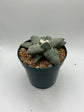 Ariocarpus Retusus