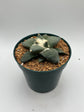 Ariocarpus Retusus