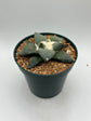 Ariocarpus Retusus