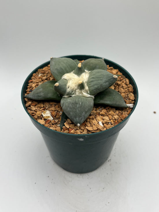 Ariocarpus Retusus