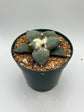Ariocarpus Retusus