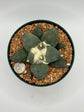 Ariocarpus Retusus