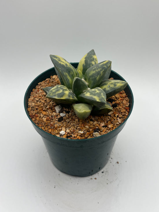 Variegated Ariocarpus Retusus