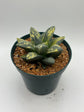 Variegated Ariocarpus Retusus