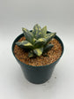 Variegated Ariocarpus Retusus