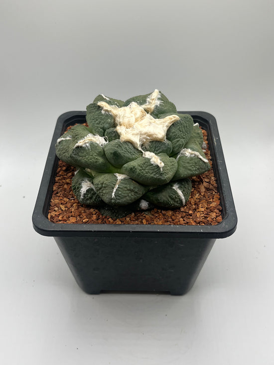 Ariocarpus lloydii
