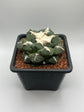 Ariocarpus lloydii