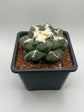 Ariocarpus lloydii