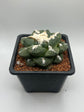 Ariocarpus lloydii