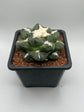 Ariocarpus lloydii