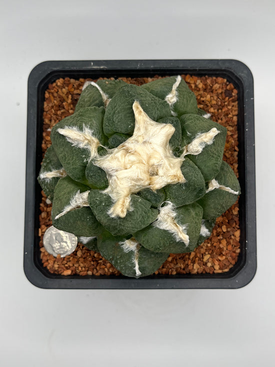 Ariocarpus lloydii