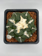 Ariocarpus lloydii