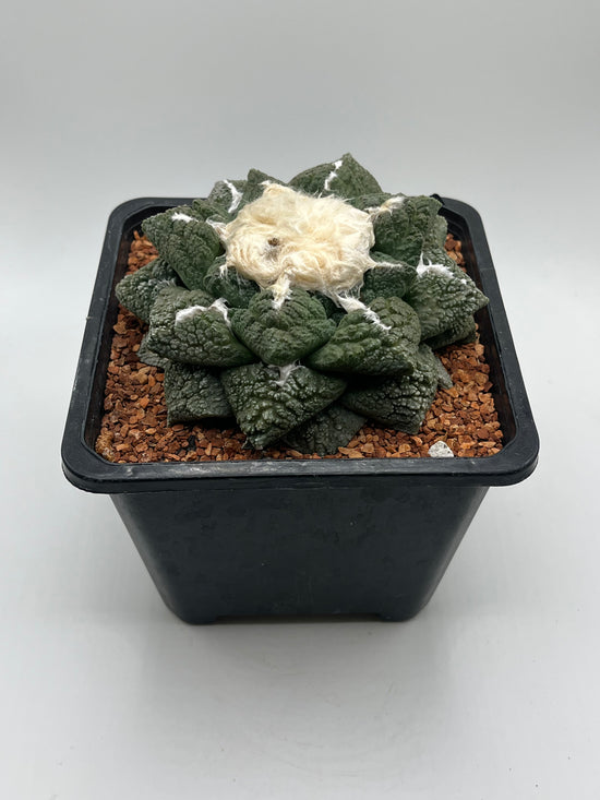 Ariocarpus fissuratus