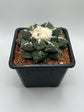 Ariocarpus fissuratus