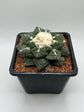 Ariocarpus fissuratus