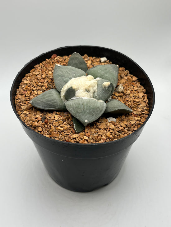Ariocarpus Retusus