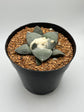 Ariocarpus Retusus