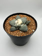 Ariocarpus Retusus