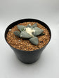 Ariocarpus Retusus