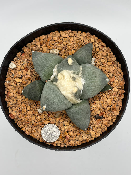 Ariocarpus Retusus