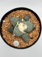 Ariocarpus Retusus