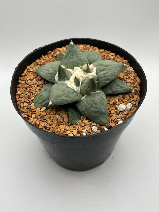 Ariocarpus Retusus