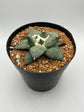 Ariocarpus Retusus