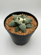 Ariocarpus Retusus
