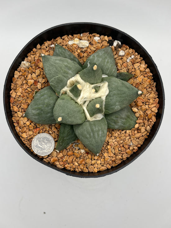 Ariocarpus Retusus