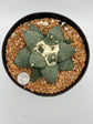 Ariocarpus Retusus