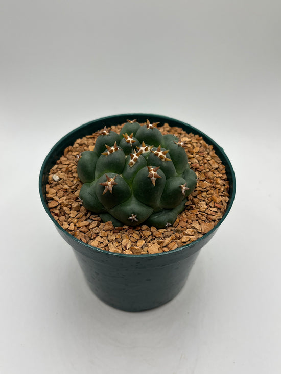 coryphantha elephantidens inermis titan